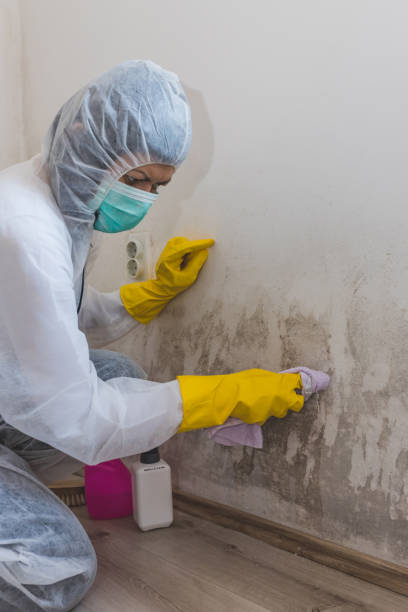 Mold Remediation for Rental Properties in Bloomville, OH